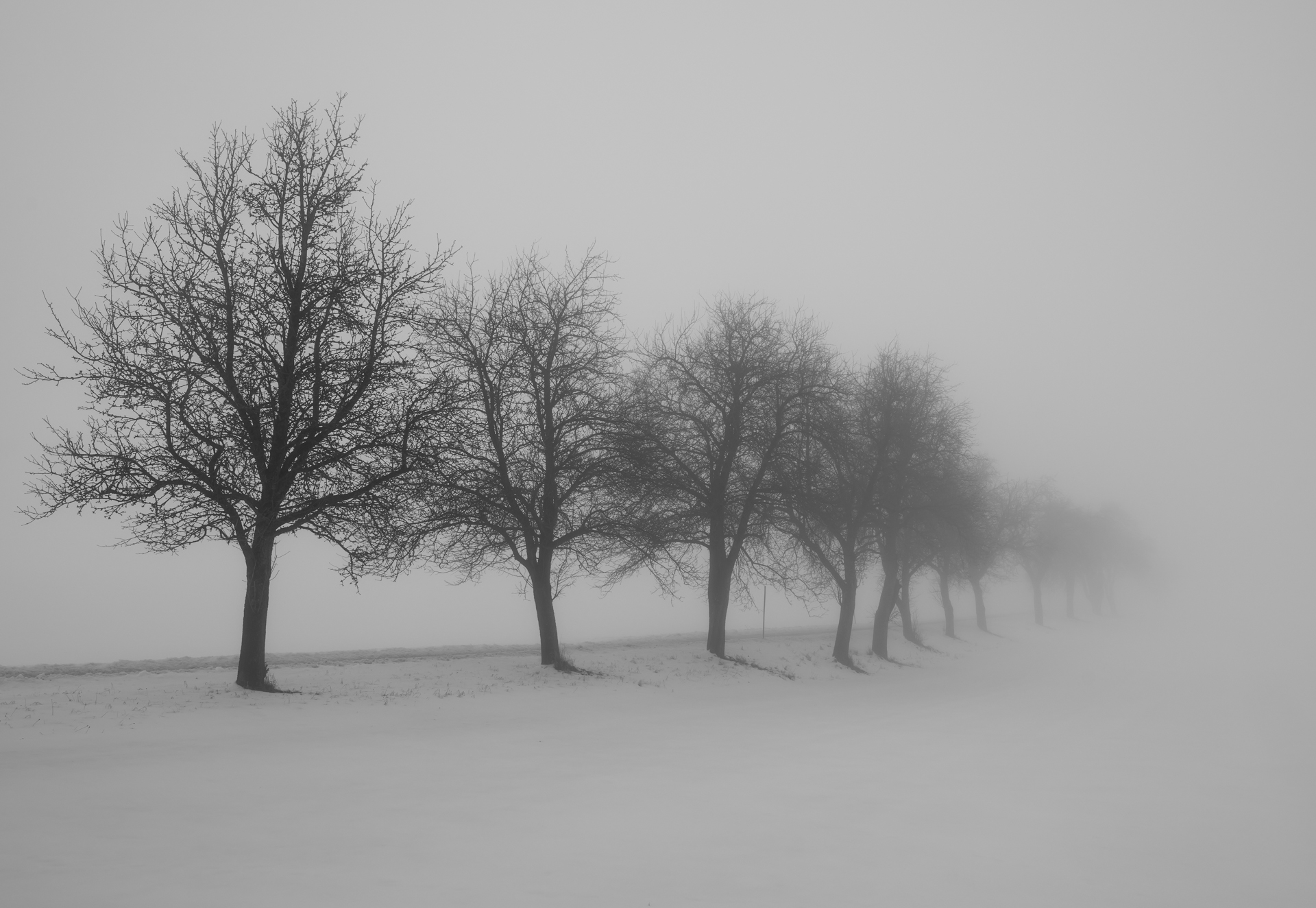 24 P. Baumreihe - Helmut Wilflingseder